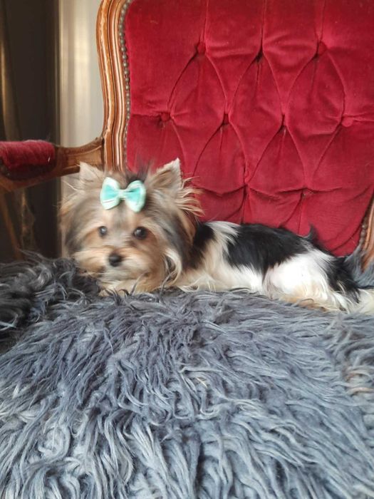 Yorkshire terrier chłopak 1.90 kg paszport