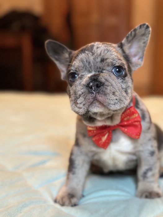 Щенки французского бульдога лиловые