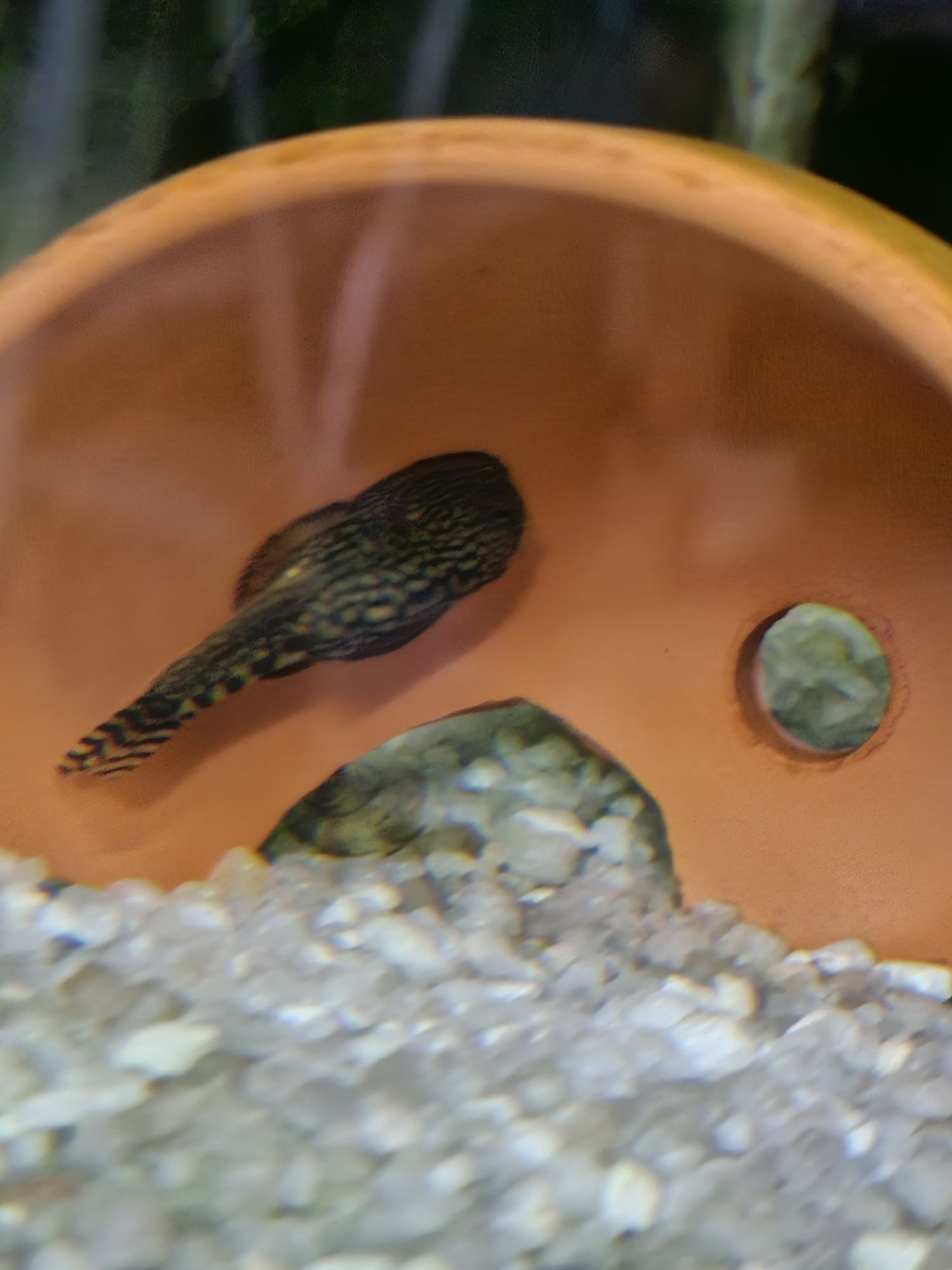 Vendo várias espécies de peixes.