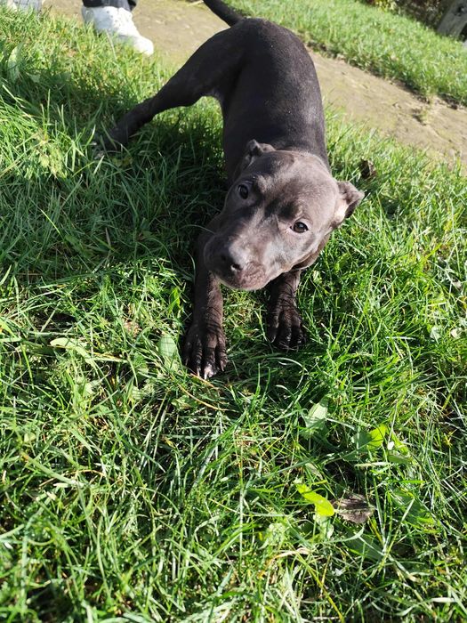 American Pit Bull Terier A.D.B.A