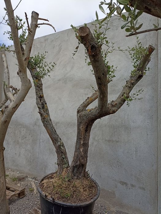 Oliveiras para Jardim