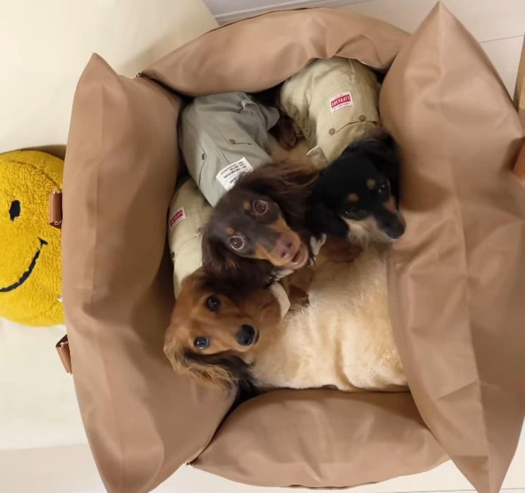 Дівчинка кроляча шоколадна довгошерстна