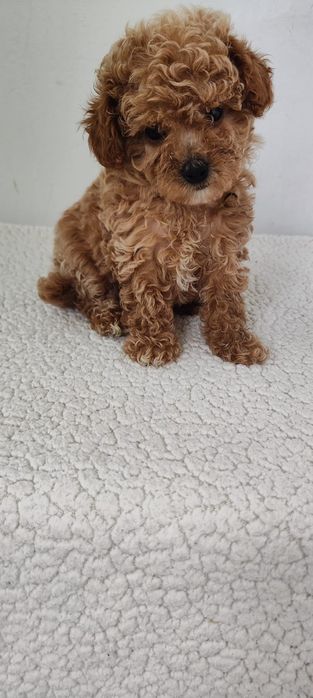 Maltipoo suczka F1 xxs