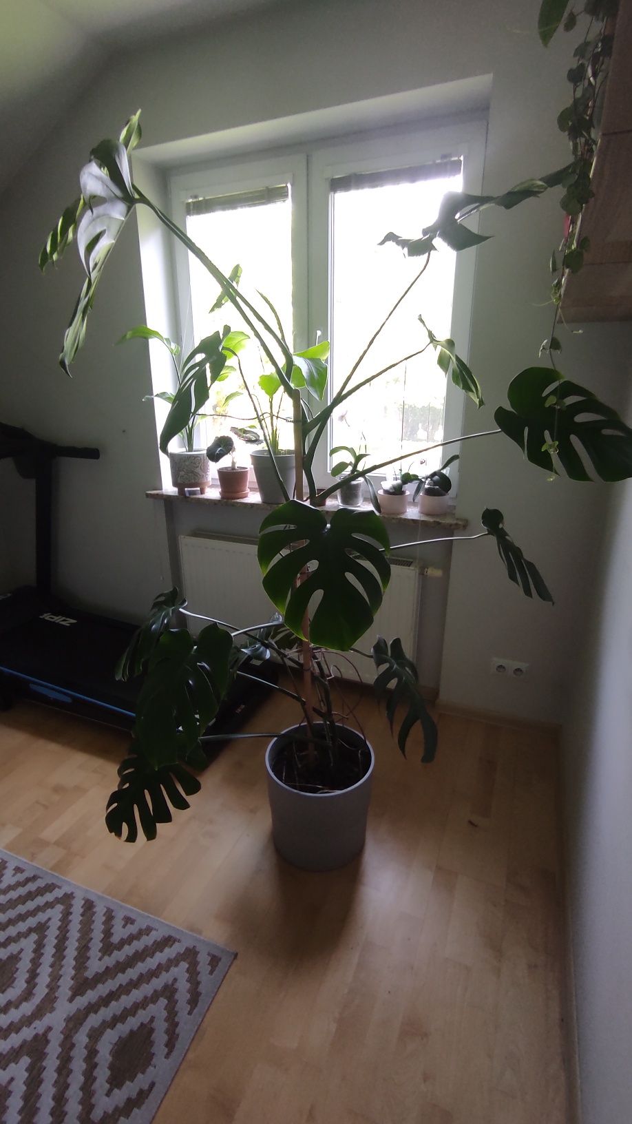 Monstera okolo 2 metry wysokosci