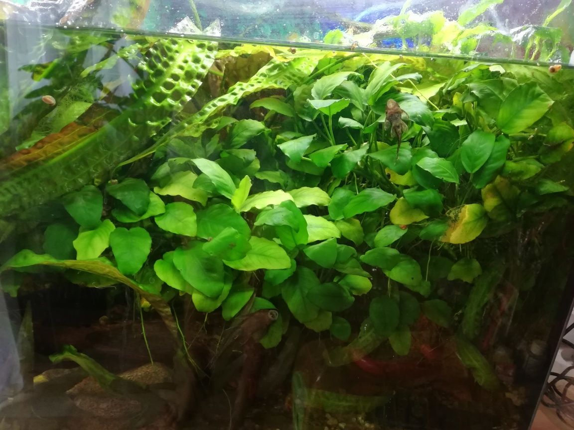 Akwarium rośliny  anubias kryptocoryna kryptoko