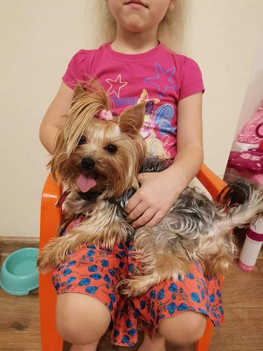 York Yorkshire terrier jeden trzech Muszkieterów chip paszport wyprawk