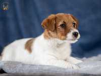 Jack Russell Terrier ZKwP FCI suczka