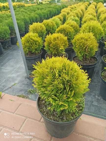 Продам Тую Міріам  (жовта кулька), 20-25см в горщиках.