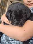 Labrador Retriever FCI