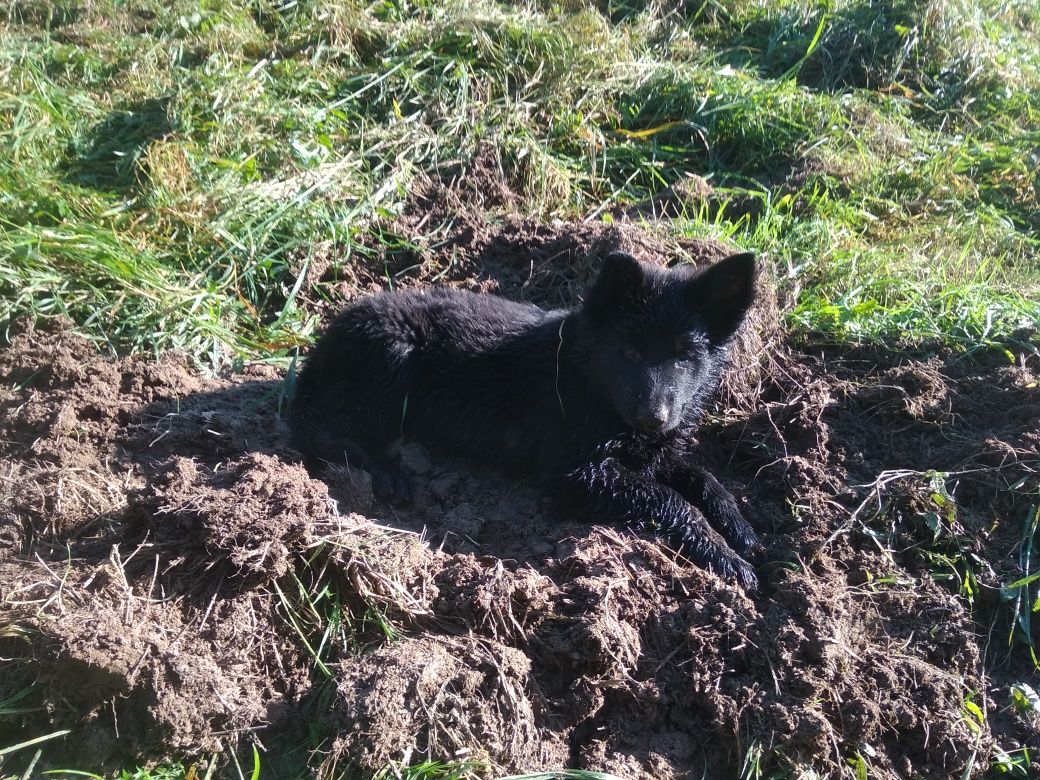 Owczareki niemieckie czarne zwiastun miotu