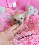 MINI krótkowłosa suczka chihuahua