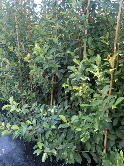 Eugénias Newport — Sebe perfeita para o seu jardim.