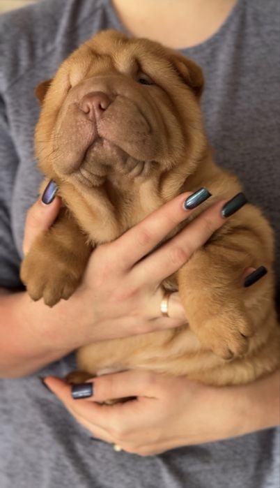 Цуценята породи Шарпей