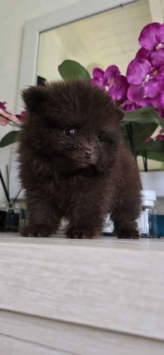 Suczka pies  pomeranian