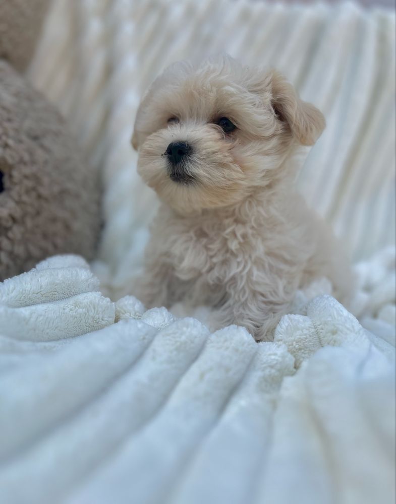 Hawańczyk -Havanese