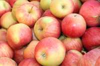 Sprzedaż Świeżych Jabłek