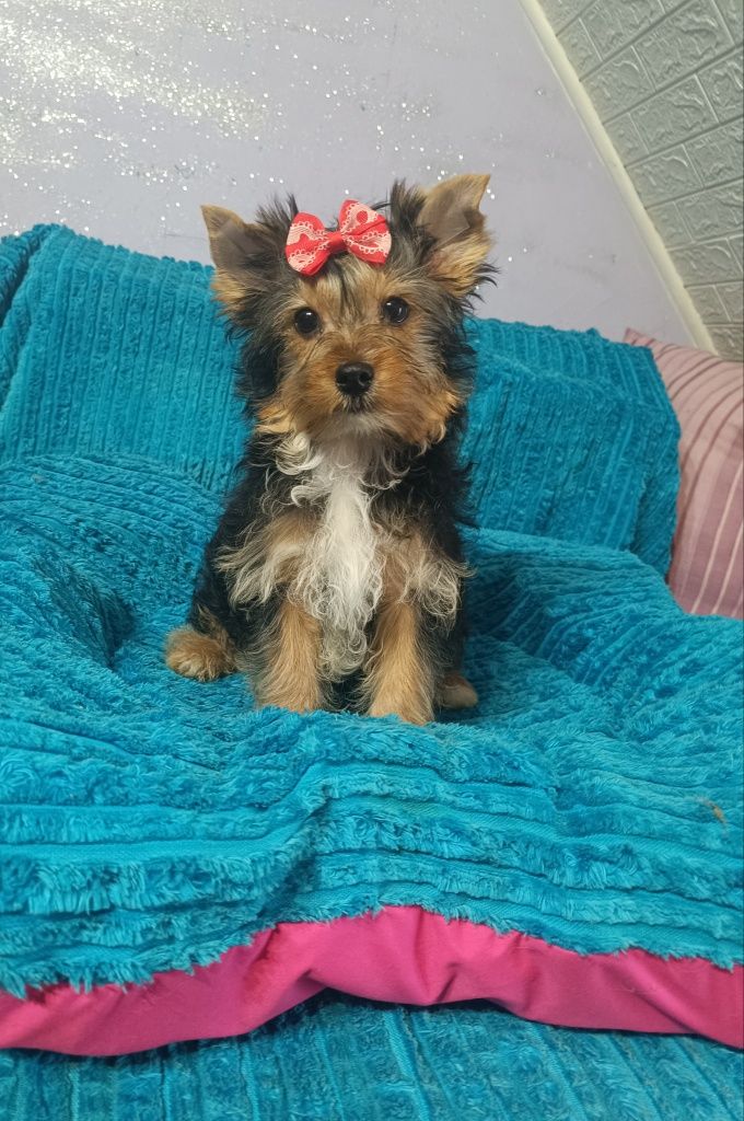 Yorkshire terrier śliczny piesek