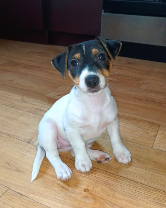 Джек Рассел Терьер