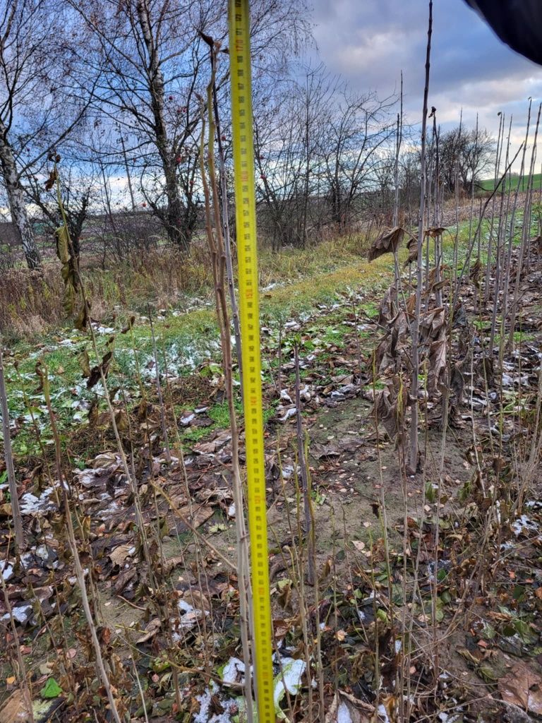 Morwa biala czarna 120-150cm