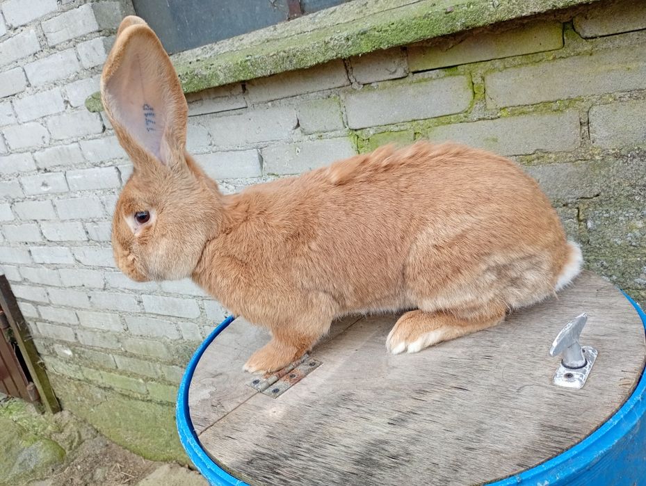 Samiec olbrzym belgijski