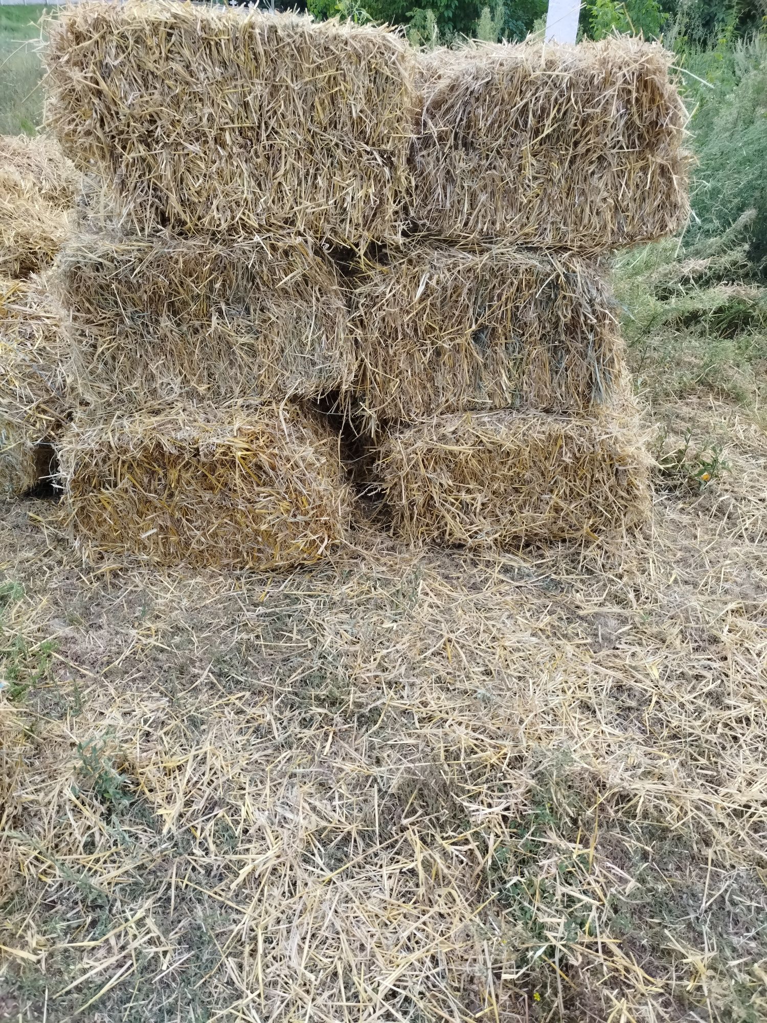 Продам солому ячмінну та сіно лугове