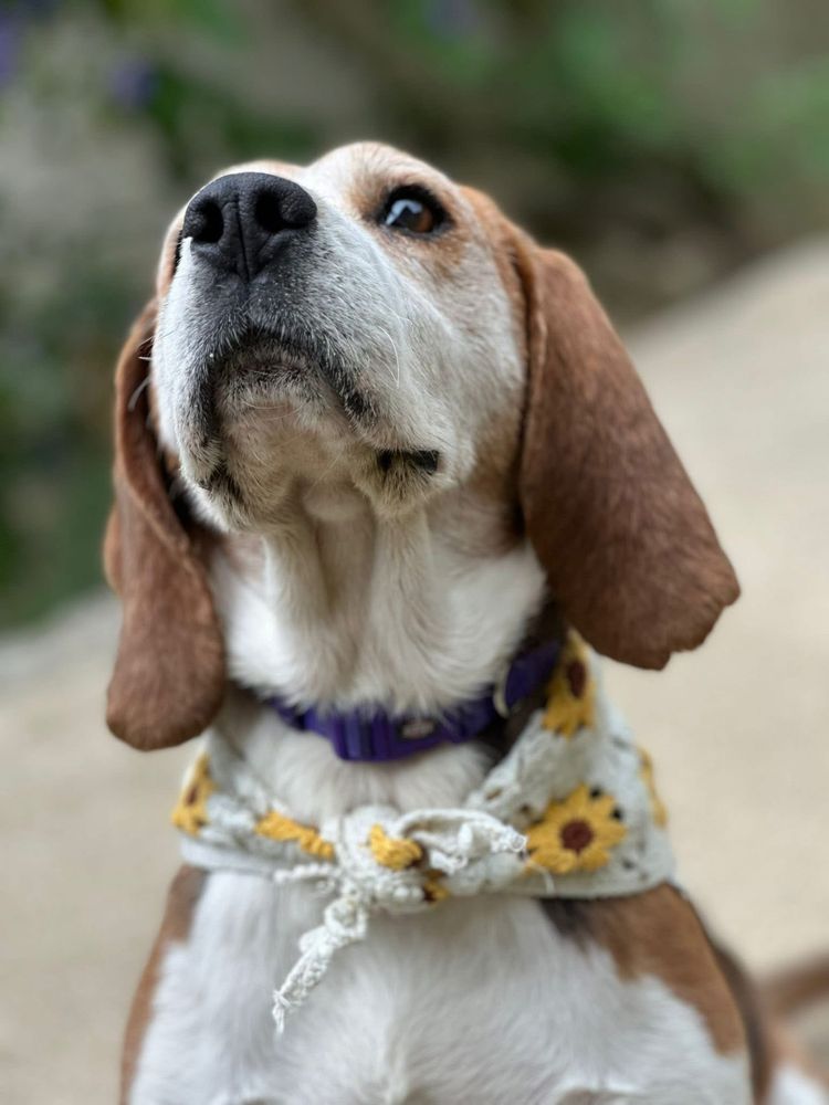 Malva - Beagle para adoção responsável