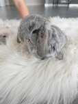 Królik Baranek Mini Lop