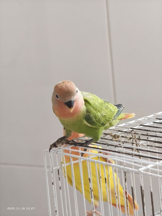 Agapornis roseicollis