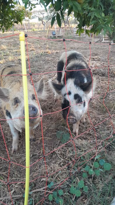 Porcos Raça KuneKune