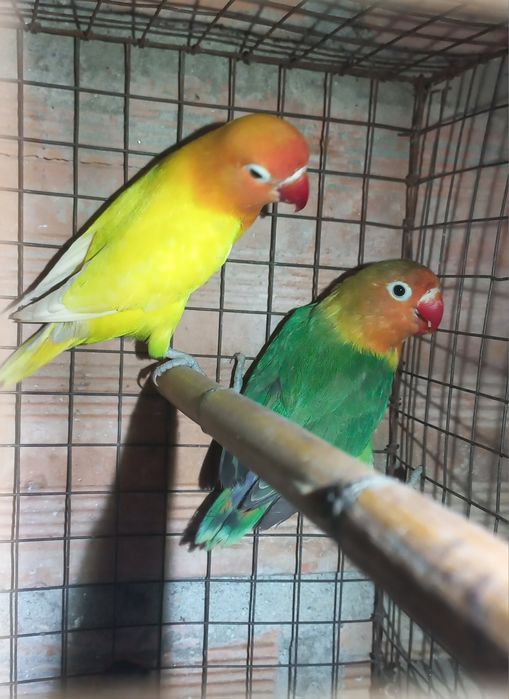 Fisher  para cedencia