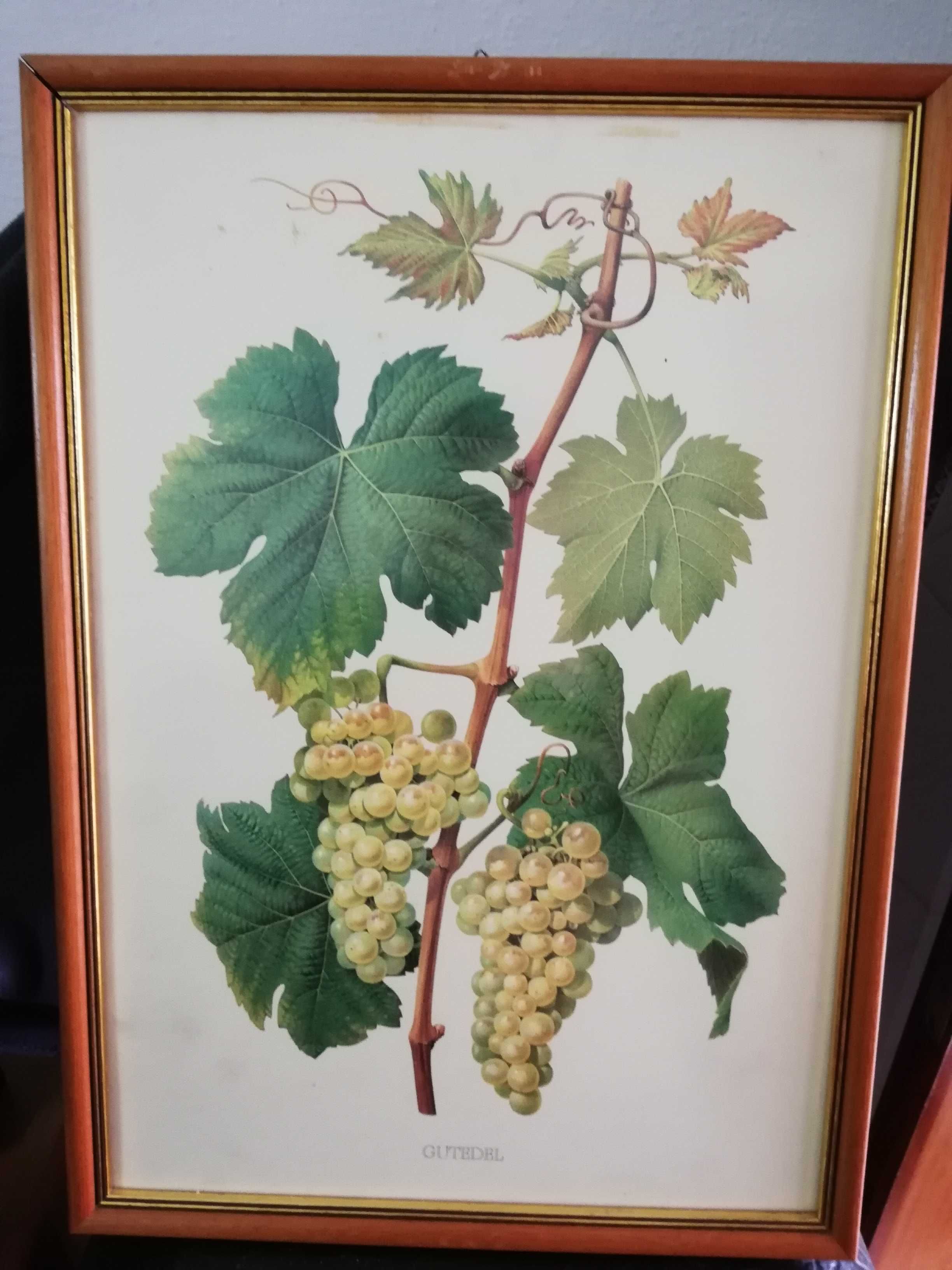 Quadros com motivo de castas de uvas.