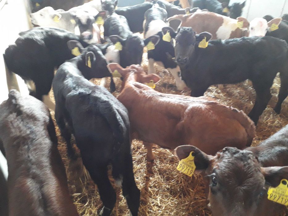 Cielęta  mięsne, MM,MS, jałówki HF na krowy, dowóz