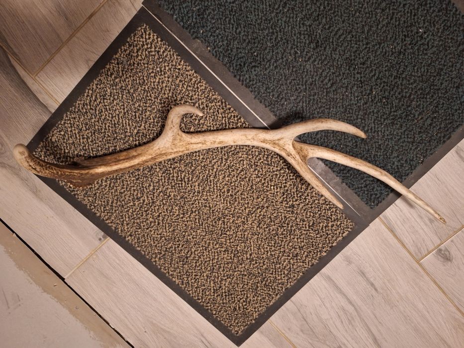 Poroże zrzut jelenia.