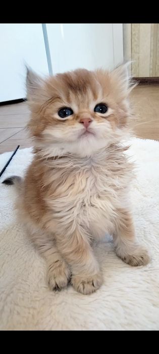 Британские золотые мальчики. Купить в Киеве в украине.Питомник.