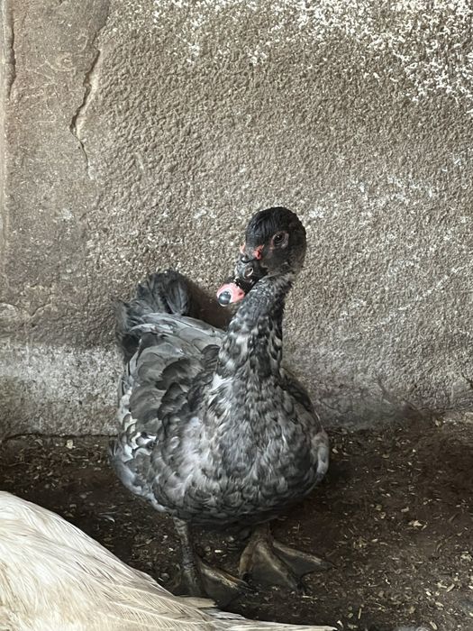 Індо-качка(шипуни)