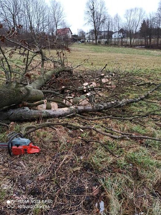 Wycinka i pielęgnacja drzew metodą alpinistyczną arborysta