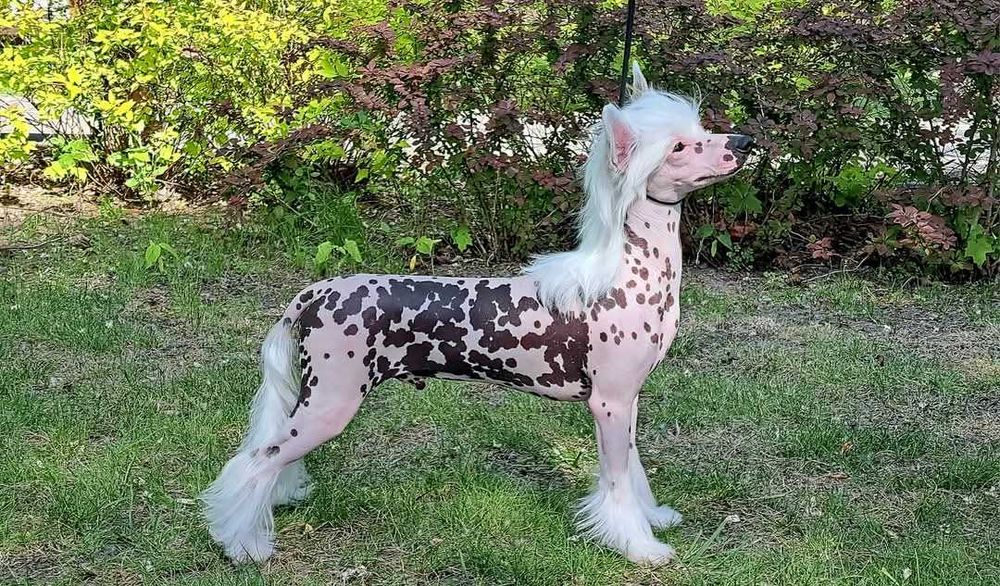 Chiński grzywacz Sasima FCI