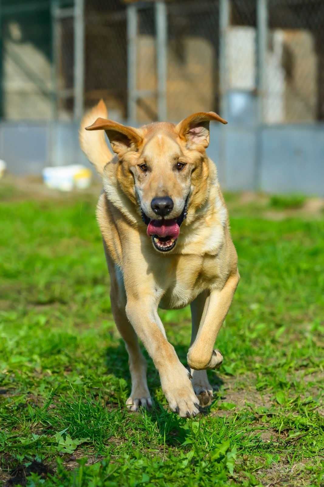 Psiak w typie labradora szuka domu