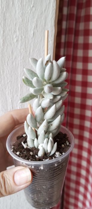 Суккуленты, ехеверии, крассулы