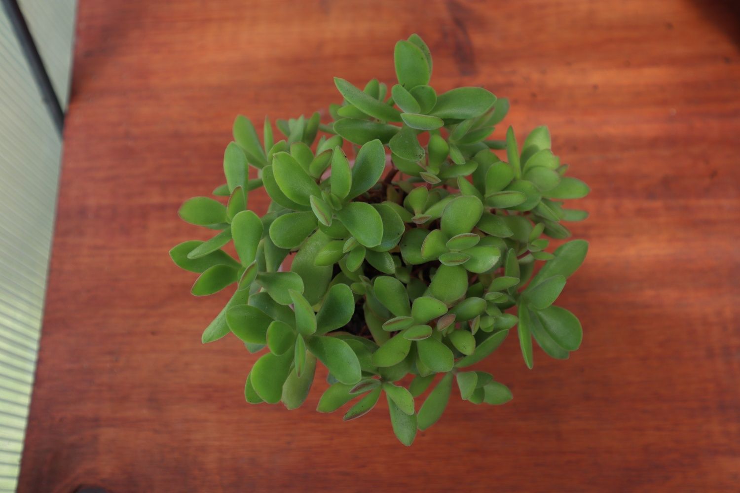 Suculenta real - Crassula Dejeta