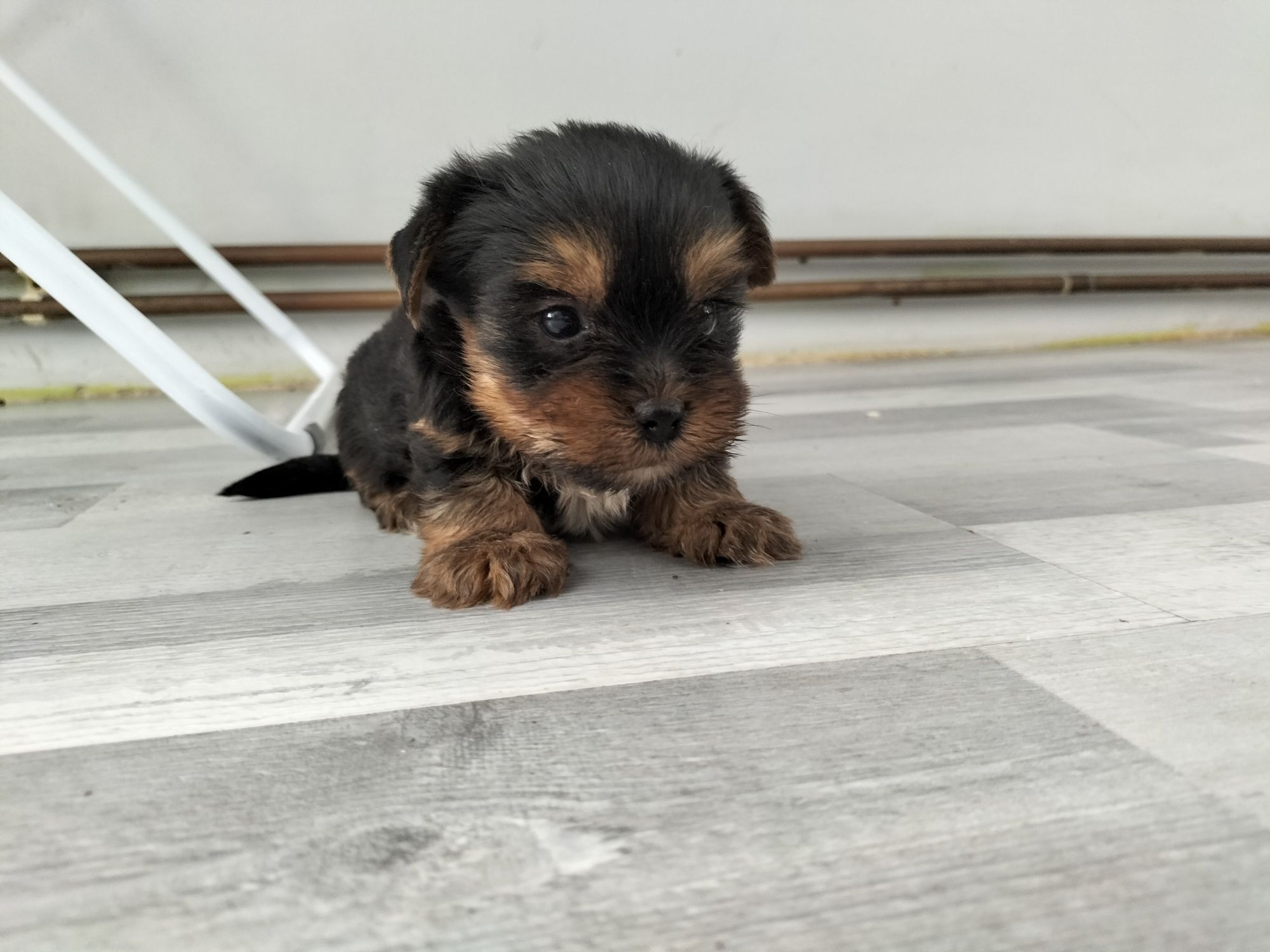 Yorkshire terrier cudny