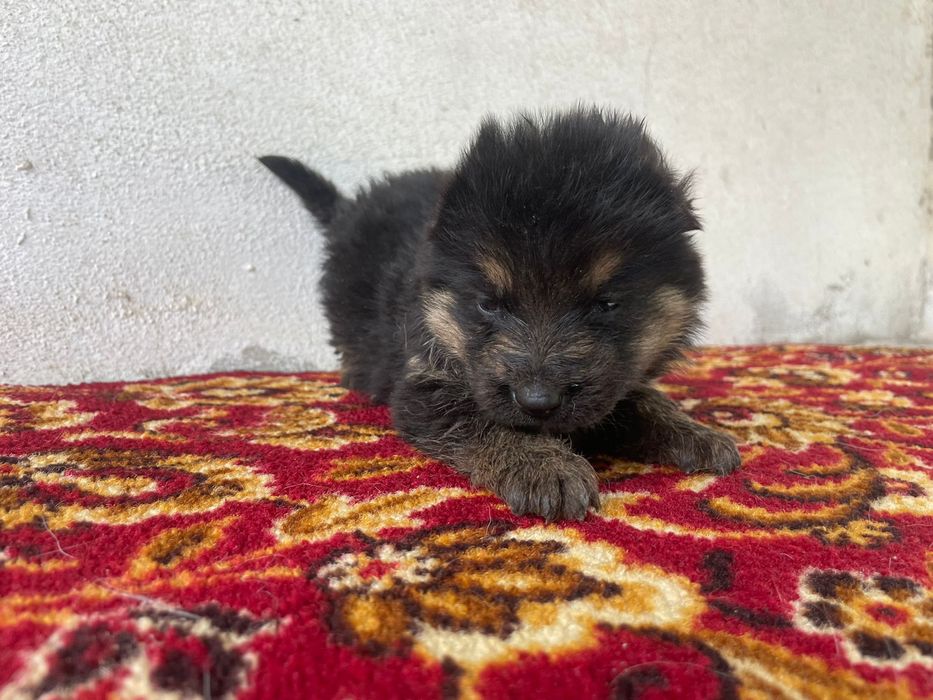 Pastor Lobeiro - macho