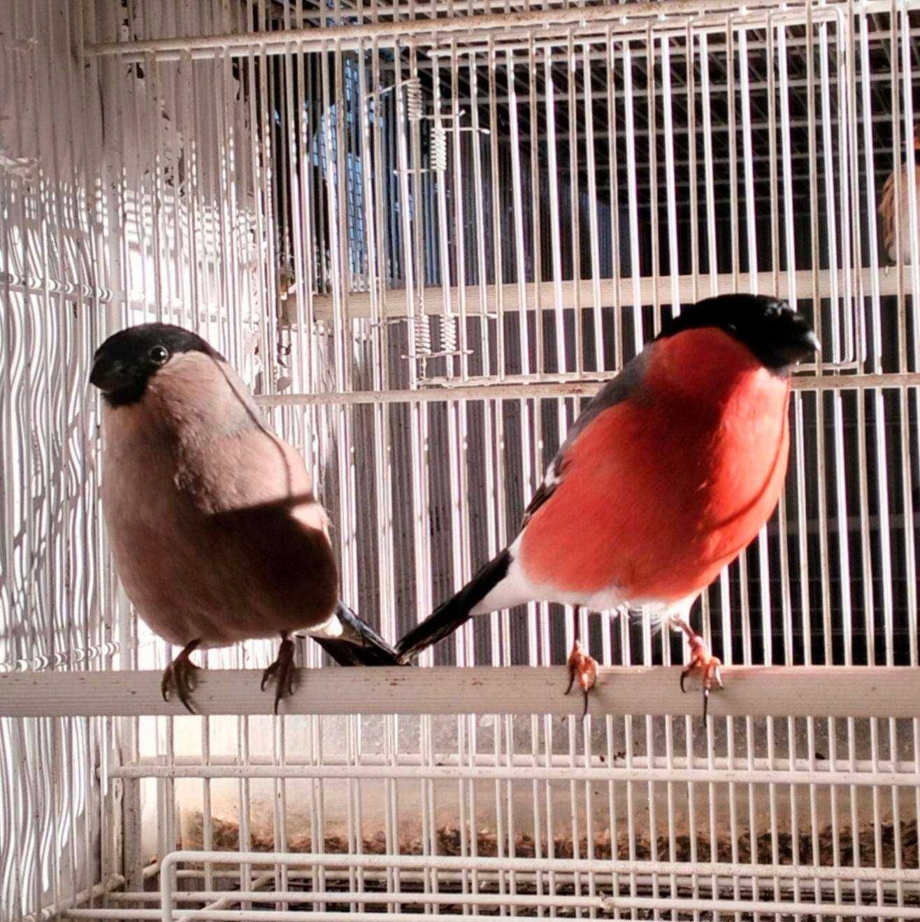 Varias aves de fauna