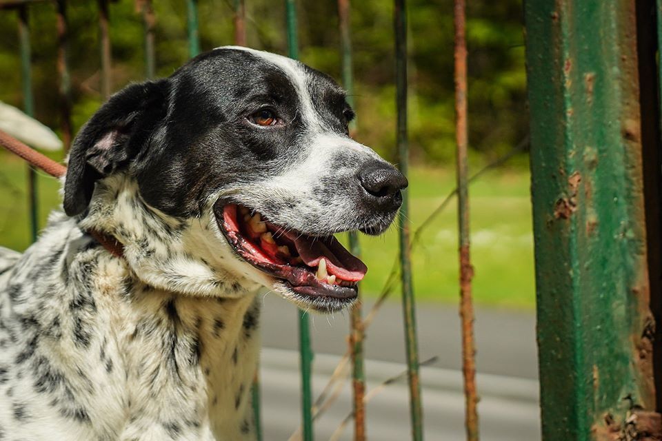 Kropek - wulkan energii czeka na dom! OTOZ Animals Schronisko Ciapkowo