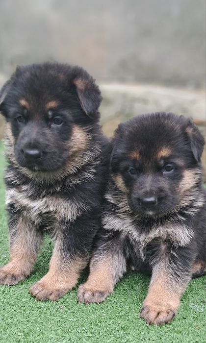 Caes pastores alemaes