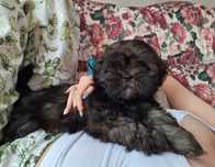 Shih-Tzu piesek brązowy