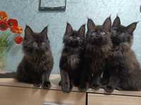 Черный дым! ГИГАНТЫ котята Мейн-Кун