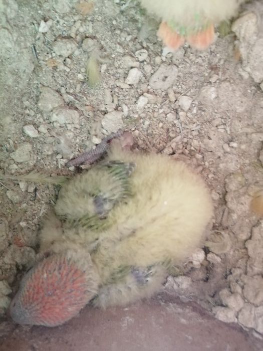 Rosicollis para criar à mão