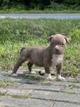 American bully XL