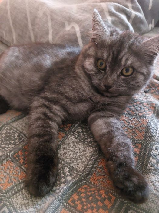 Котик 3міс шукає родину